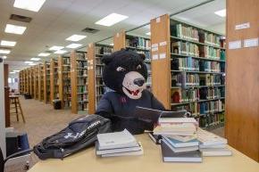 Joe Bear studying in the learning commons