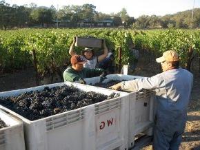 Workers gather grapes at Burley Wine Vineyard