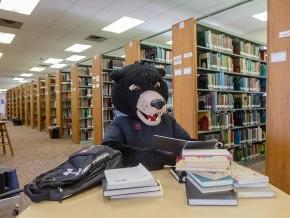 Joe Bear studying in the learning commons