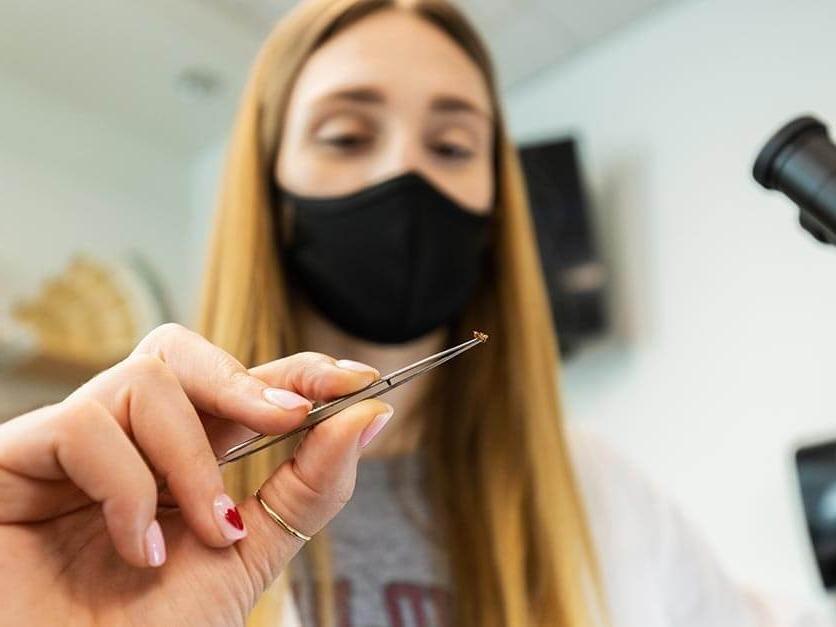 Biology student Olivia 纳恩 holds an ant in tweezers next to a microscope.