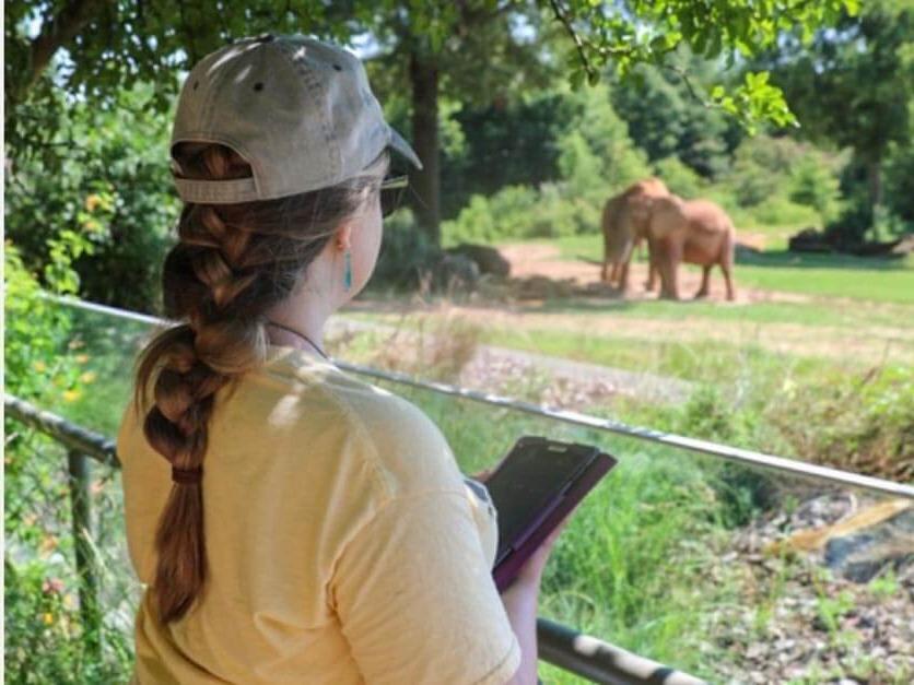 An LR student studying elephants at the North Carolina Zoo