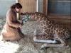 Carly York feeds a young giraffe