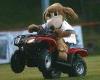 Joby Giacalone wears a dog mascot costume while riding a four wheeler outside